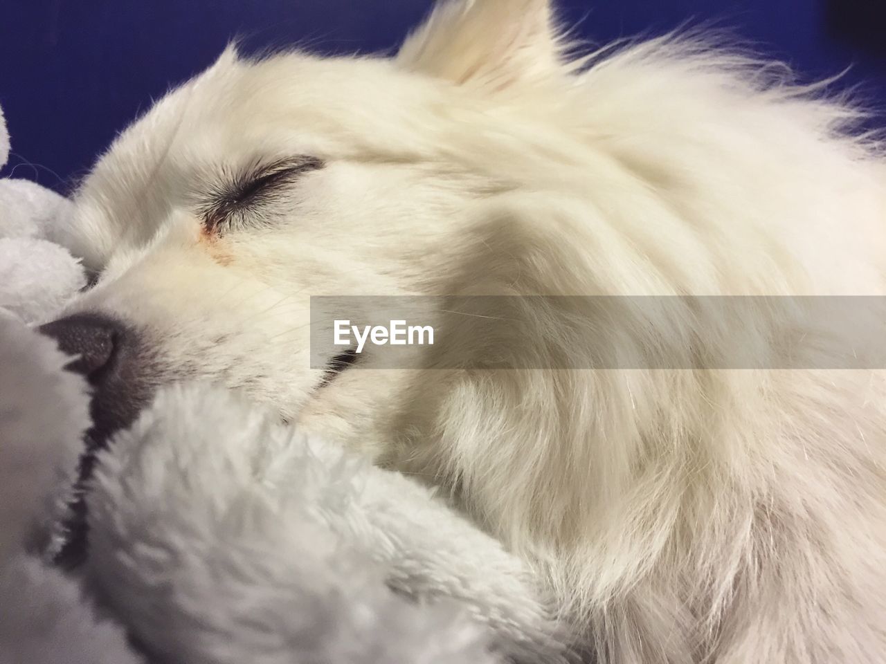 Close-up of white hairy dog sleeping