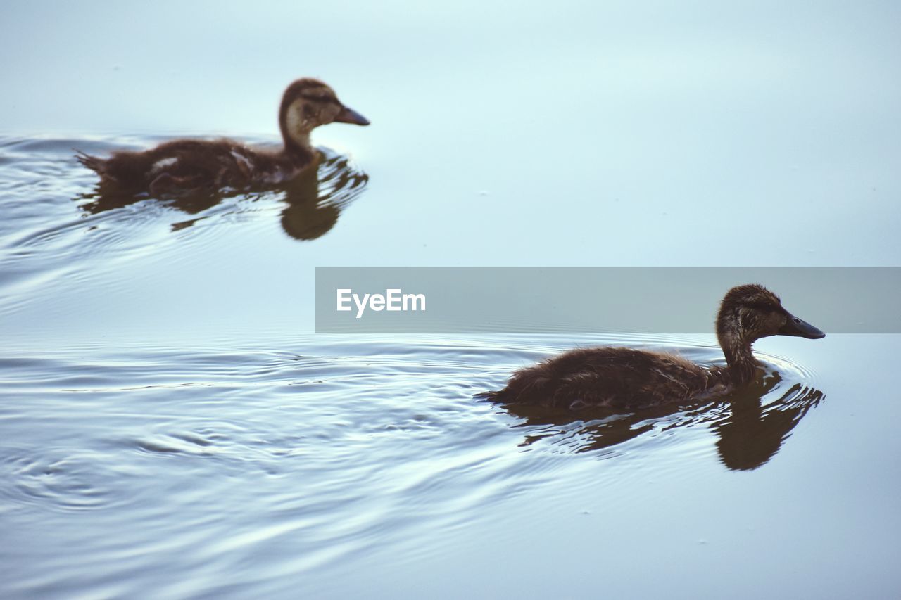 SIDE VIEW OF A DUCK IN LAKE