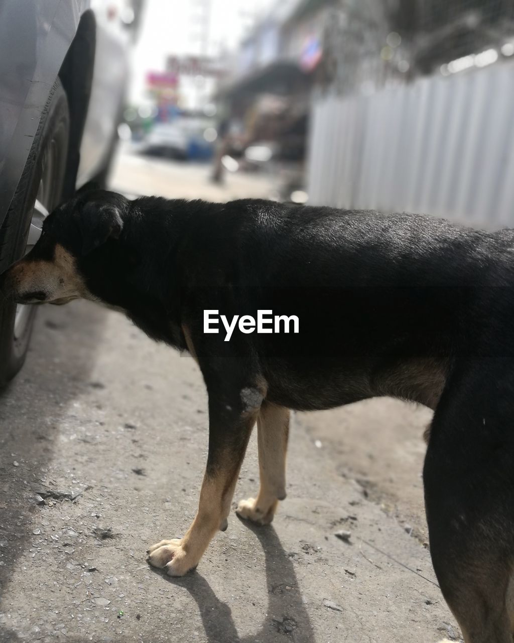 SIDE VIEW OF DOG LOOKING AT STREET