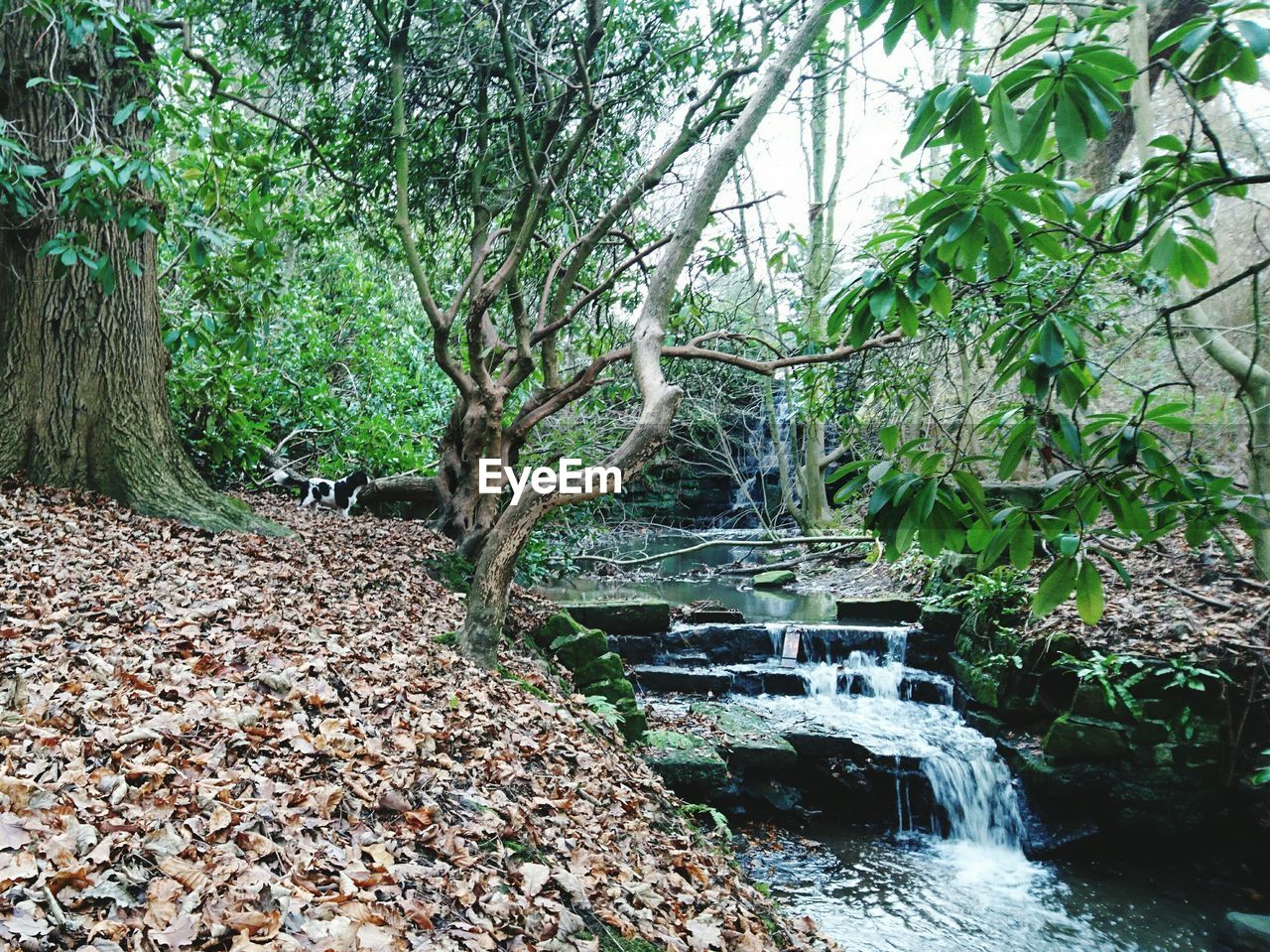 TREES BY WATER