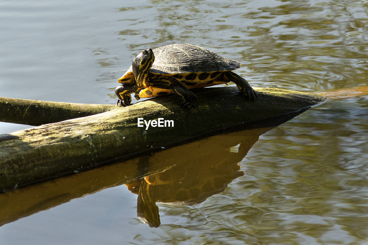 TURTLE SWIMMING IN LAKE