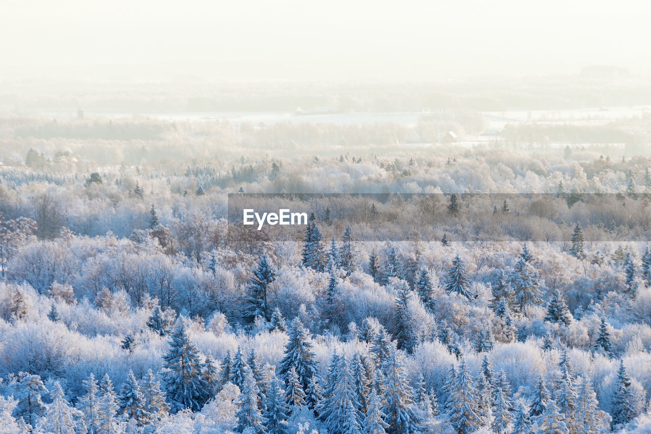 Aerial view of trees on snow covered land