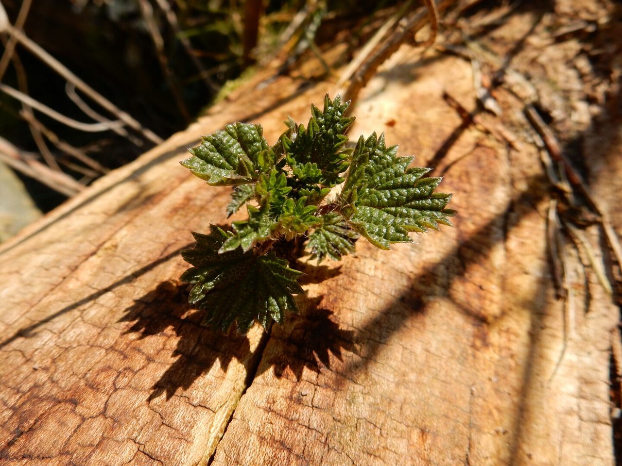 CLOSE-UP OF PLANTS