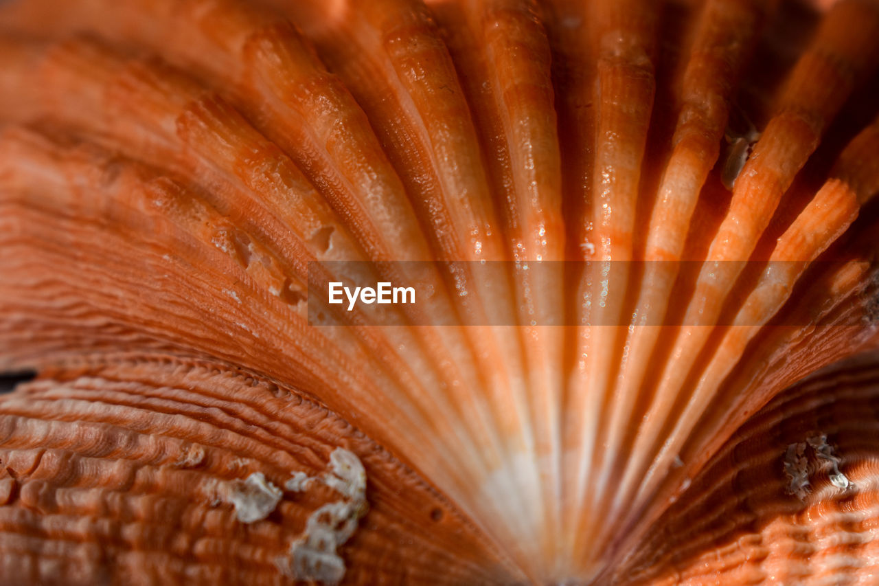 Full frame shot of a seashell