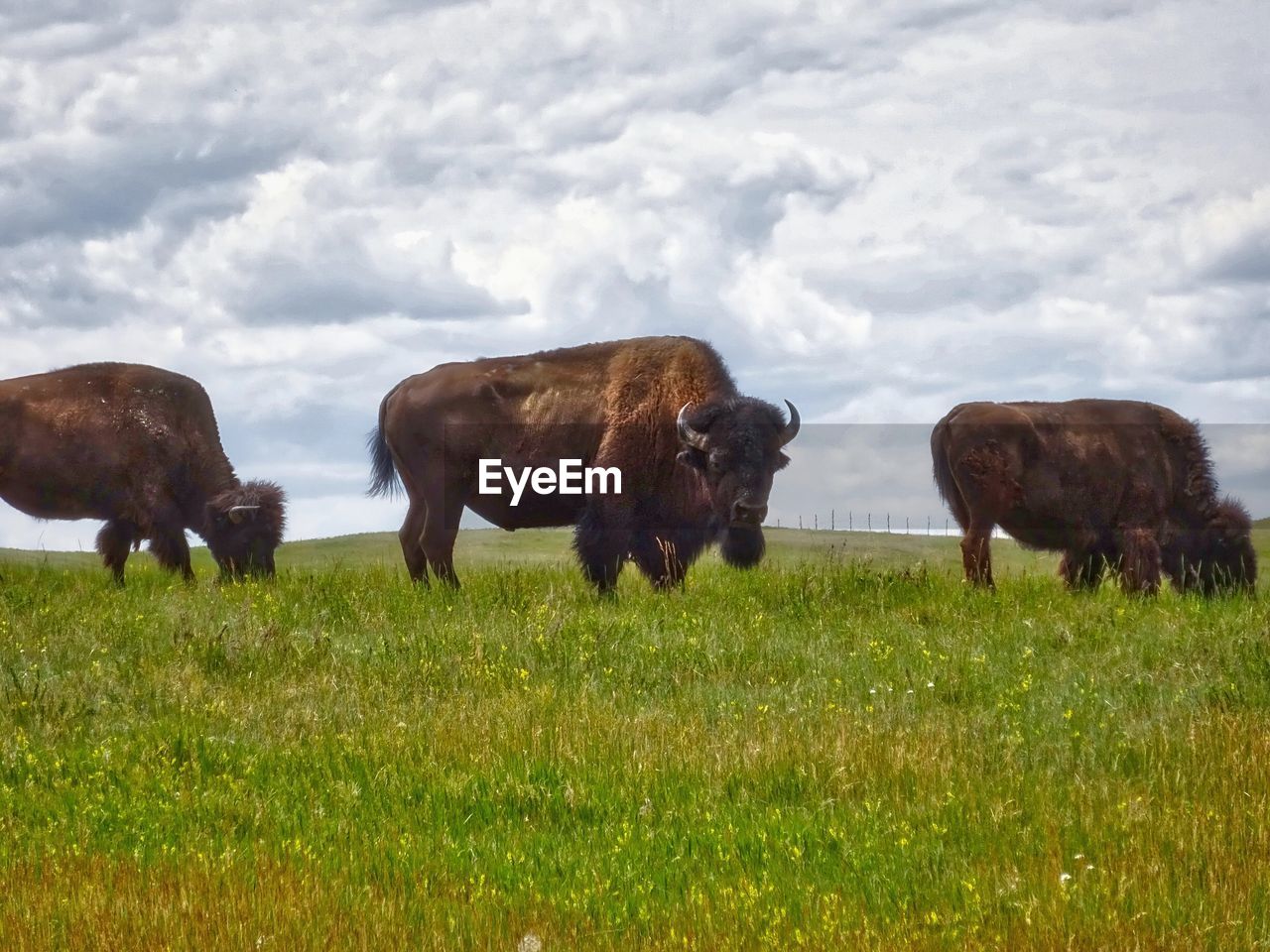 SHEEP GRAZING IN FIELD