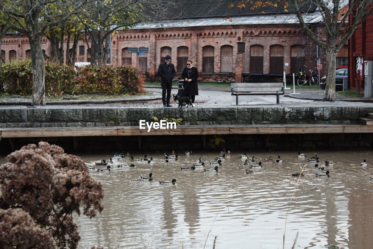 BIRDS IN A LAKE