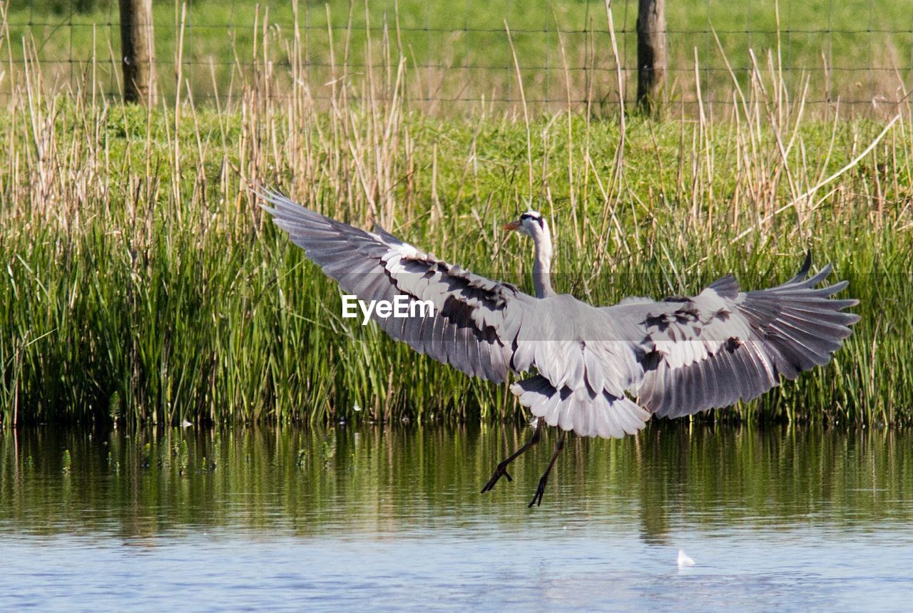 VIEW OF BIRDS IN LAKE