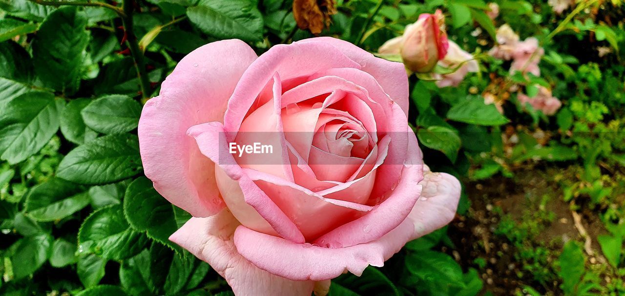 CLOSE-UP OF PINK ROSE IN PLANT