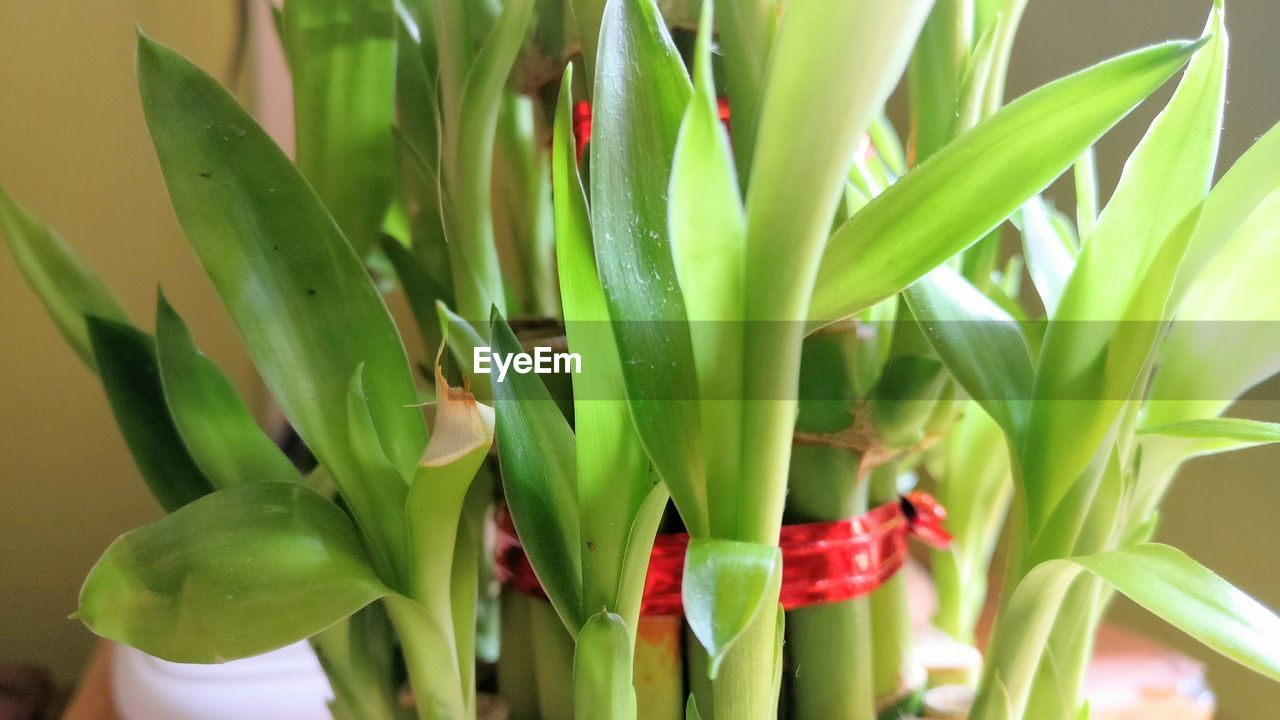 Close-up of lucky bamboo