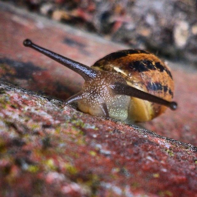 CLOSE-UP OF SNAIL ON WHITE SURFACE