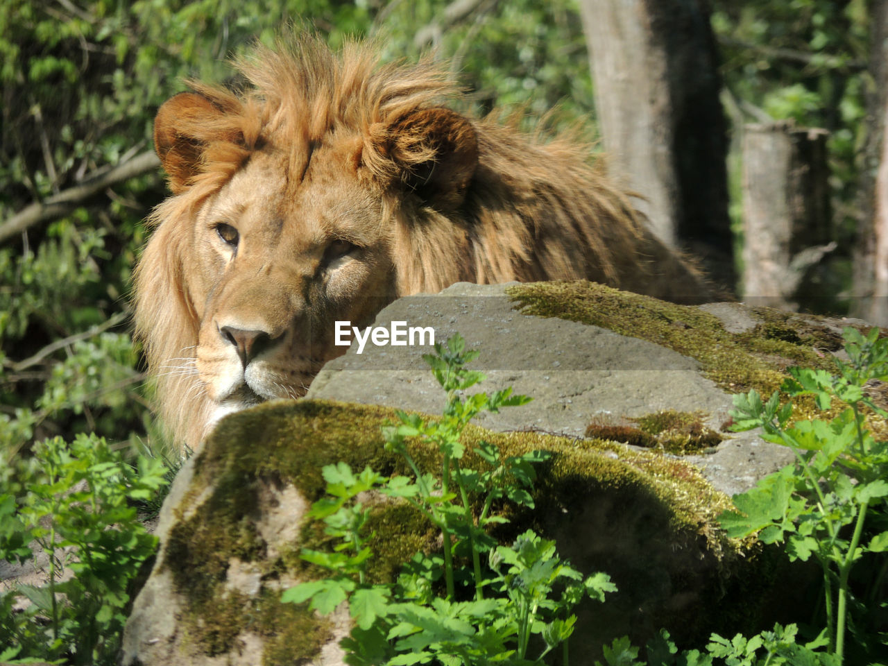 LION RELAXING ON DIRT