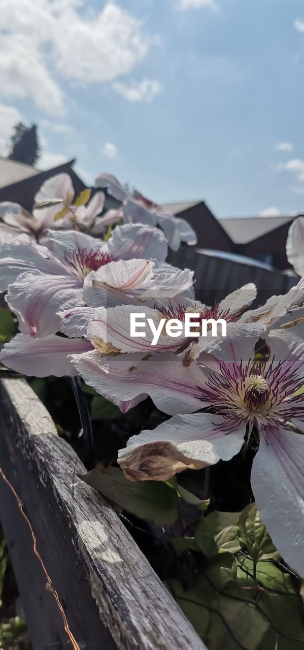 plant, flower, flowering plant, beauty in nature, nature, freshness, spring, blossom, fragility, close-up, no people, leaf, growth, sky, cloud, day, outdoors, focus on foreground, springtime, petal, pink, flower head, inflorescence