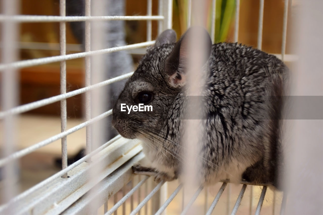 Close-up of chinchilla in cage