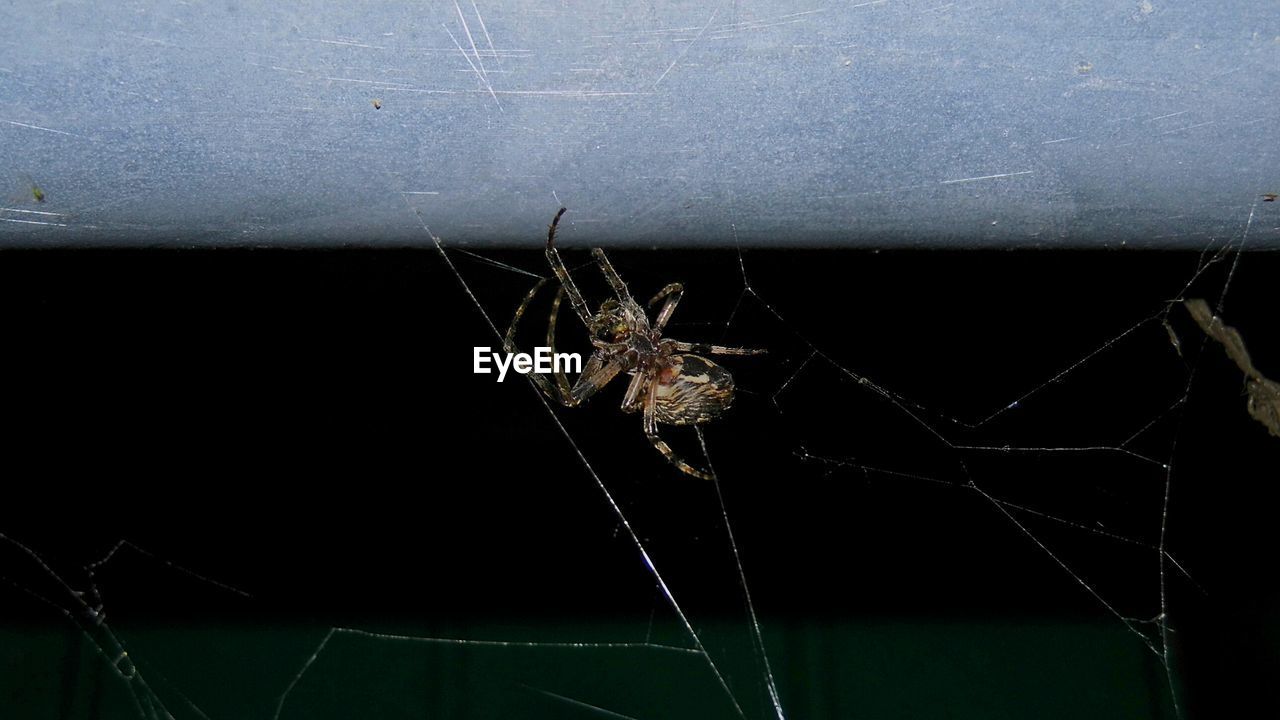 Close-up of spider on web at night
