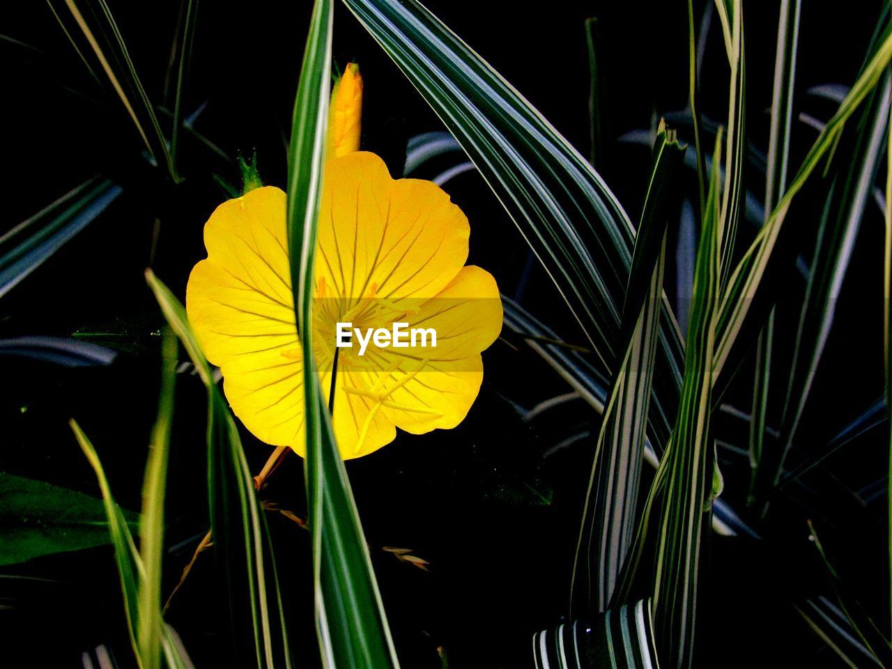 High angle view of yellow flower blooming on field