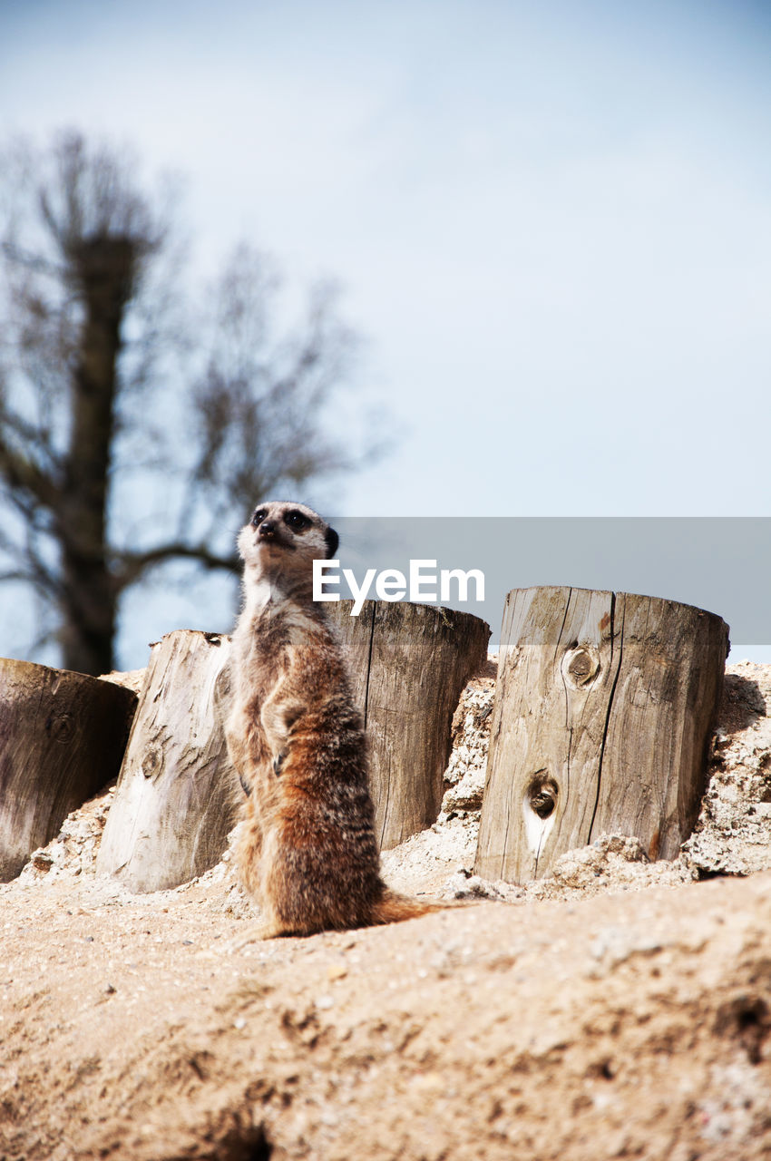 LOW ANGLE VIEW OF GIRAFFE ON ROCK