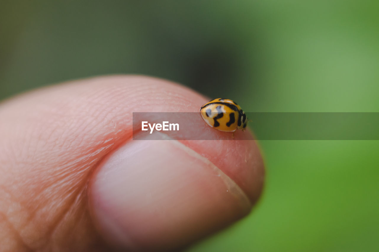 Close-up of ladybug on hand