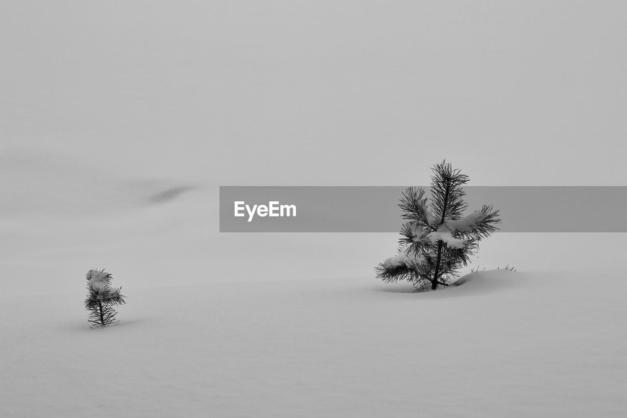 View of tree on snowy field against sky