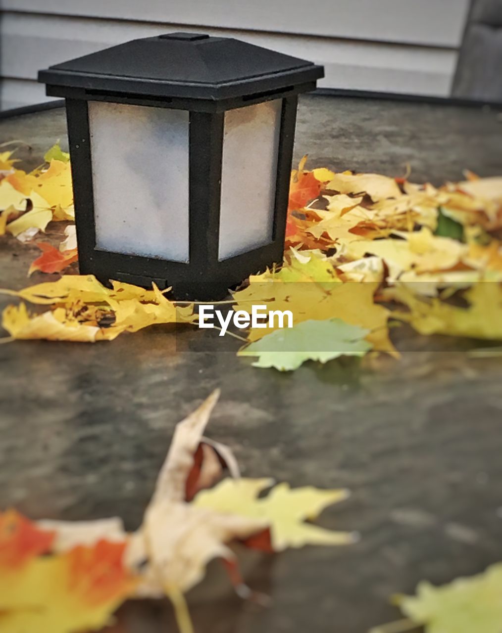 CLOSE-UP OF YELLOW MAPLE LEAVES ON FALLEN AUTUMN