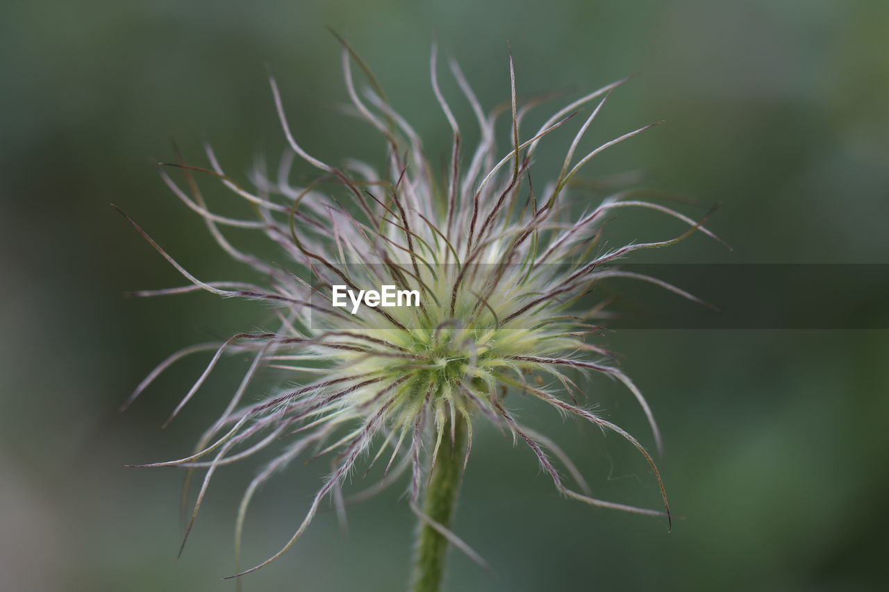 CLOSE-UP OF DANDELION ON PLANT OUTDOORS