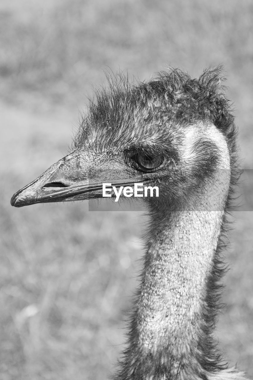 CLOSE-UP OF BIRD LOOKING AWAY