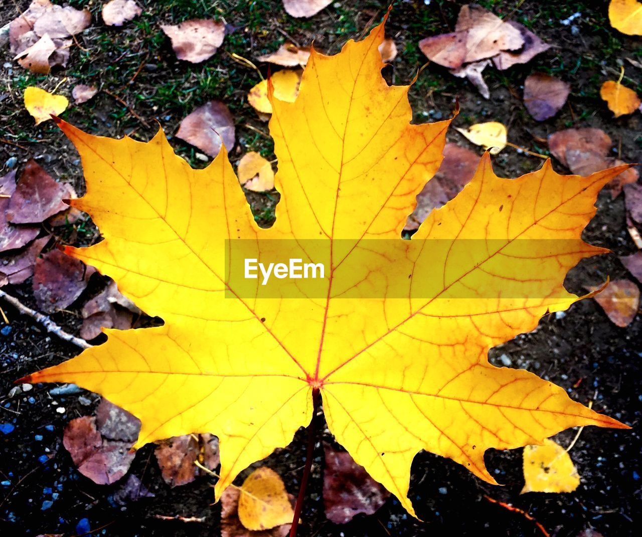 CLOSE-UP OF YELLOW MAPLE LEAVES ON AUTUMN