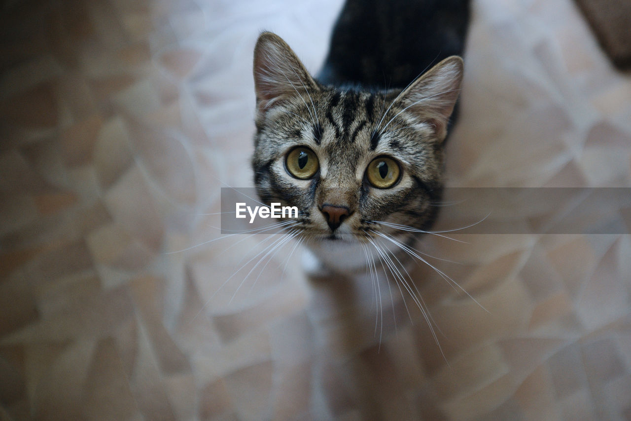 Portrait of cat on floor