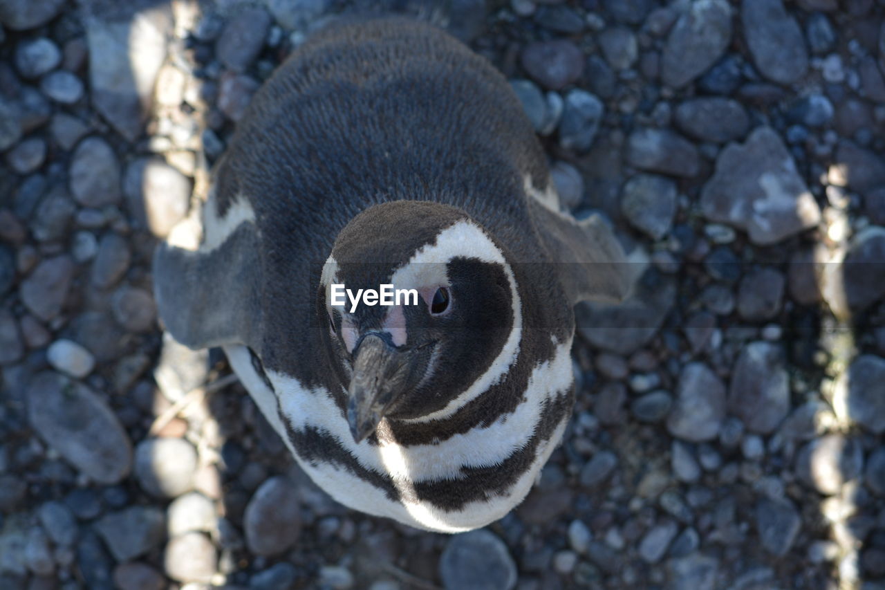 HIGH ANGLE VIEW OF A DUCK