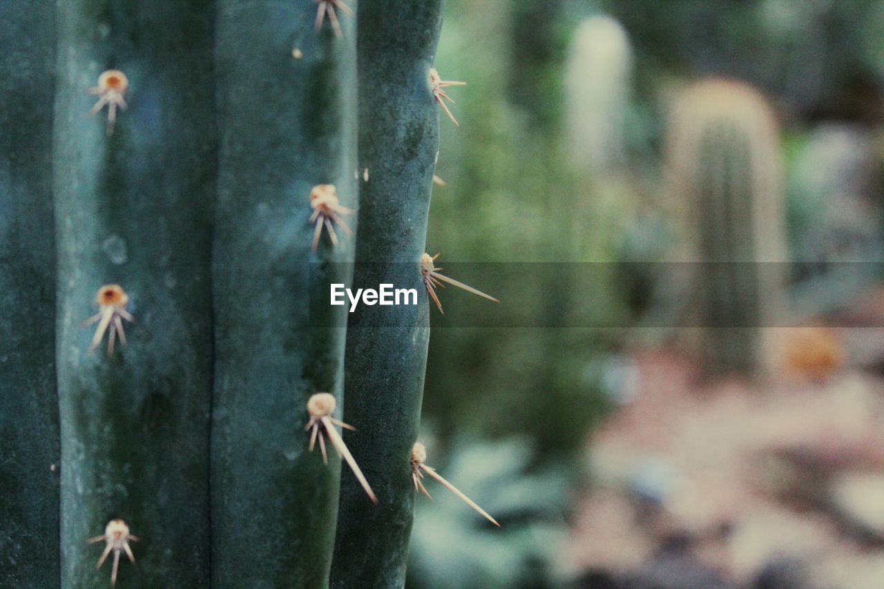 Close-up of spiked plant