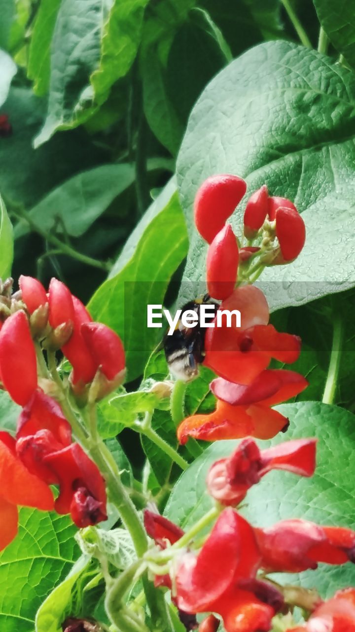 CLOSE-UP OF BEE POLLINATING ON RED FLOWERS