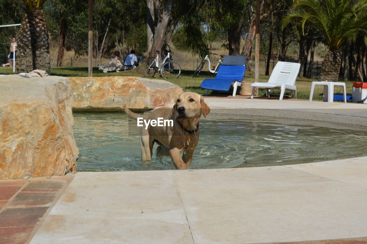 Dog walking in swimming pool at park