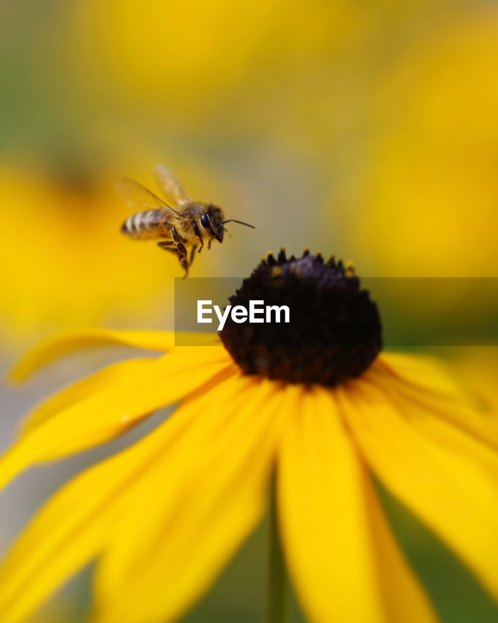 Insect on yellow flower