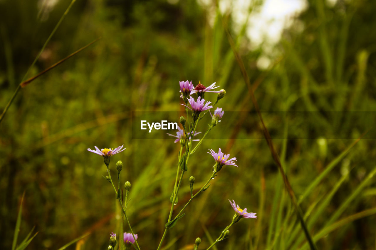 Pink flowers blooming outdoors