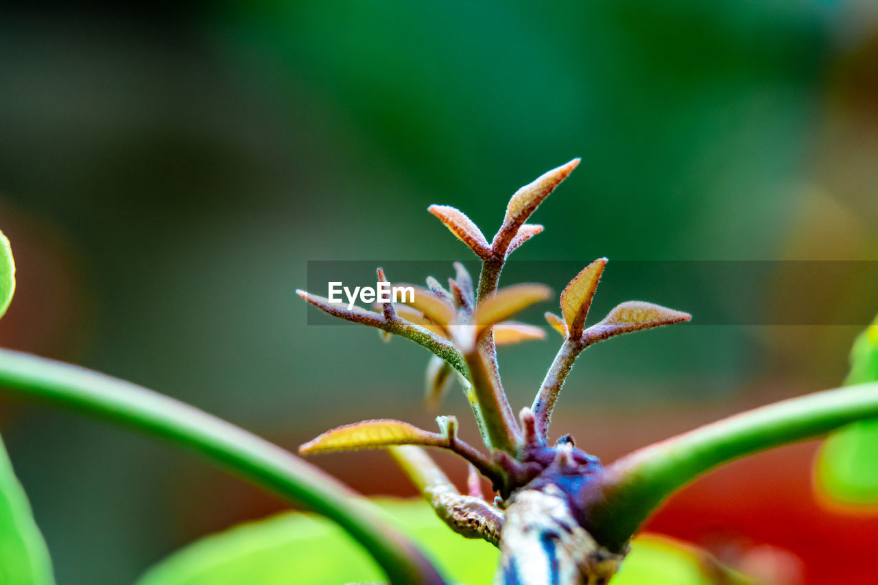 Close-up of flowering plant