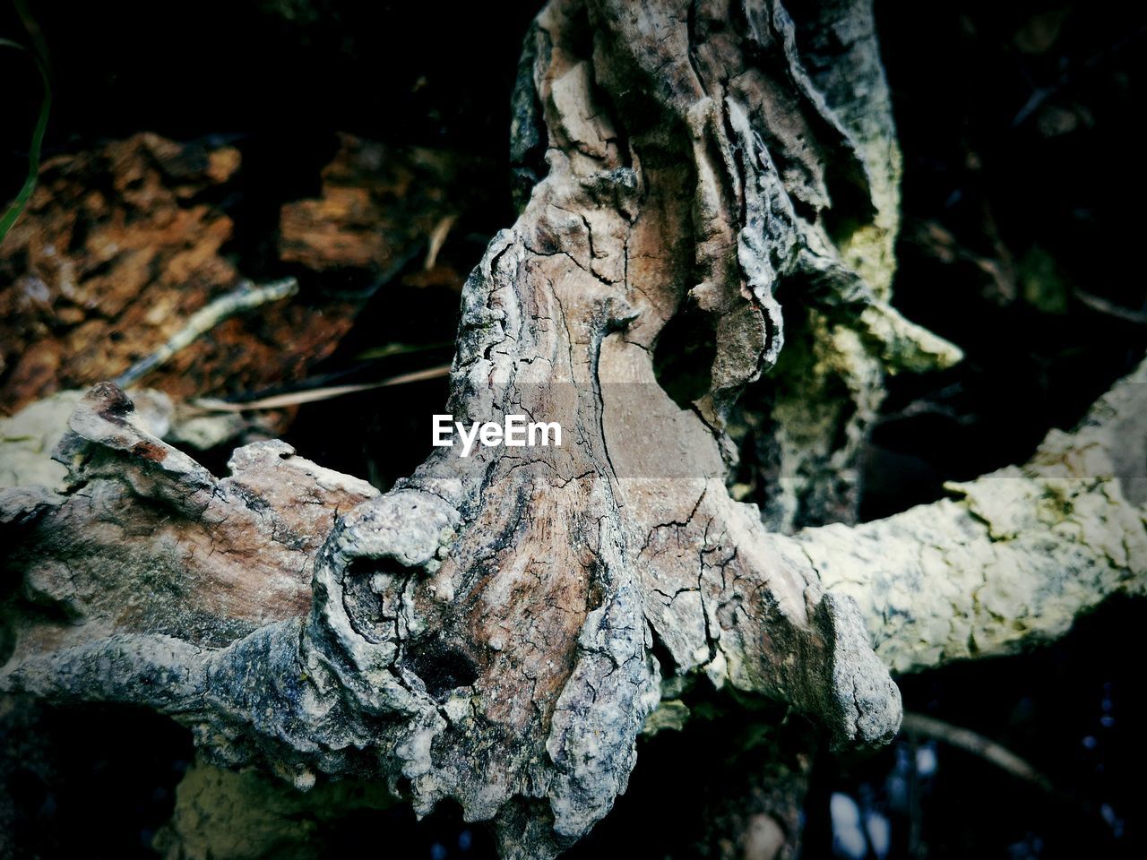 CLOSE-UP OF TREE TRUNK AGAINST PLANTS