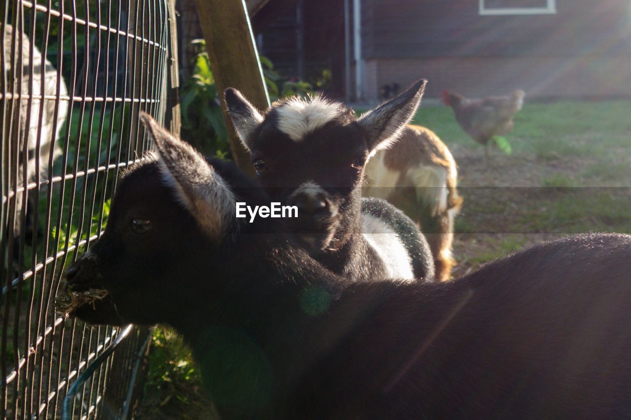 Two kid goats/ goaties at animal farm at golden hour 