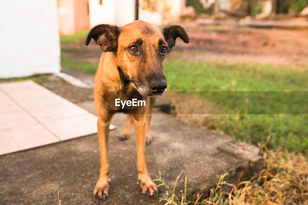 Portrait of dog standing on field