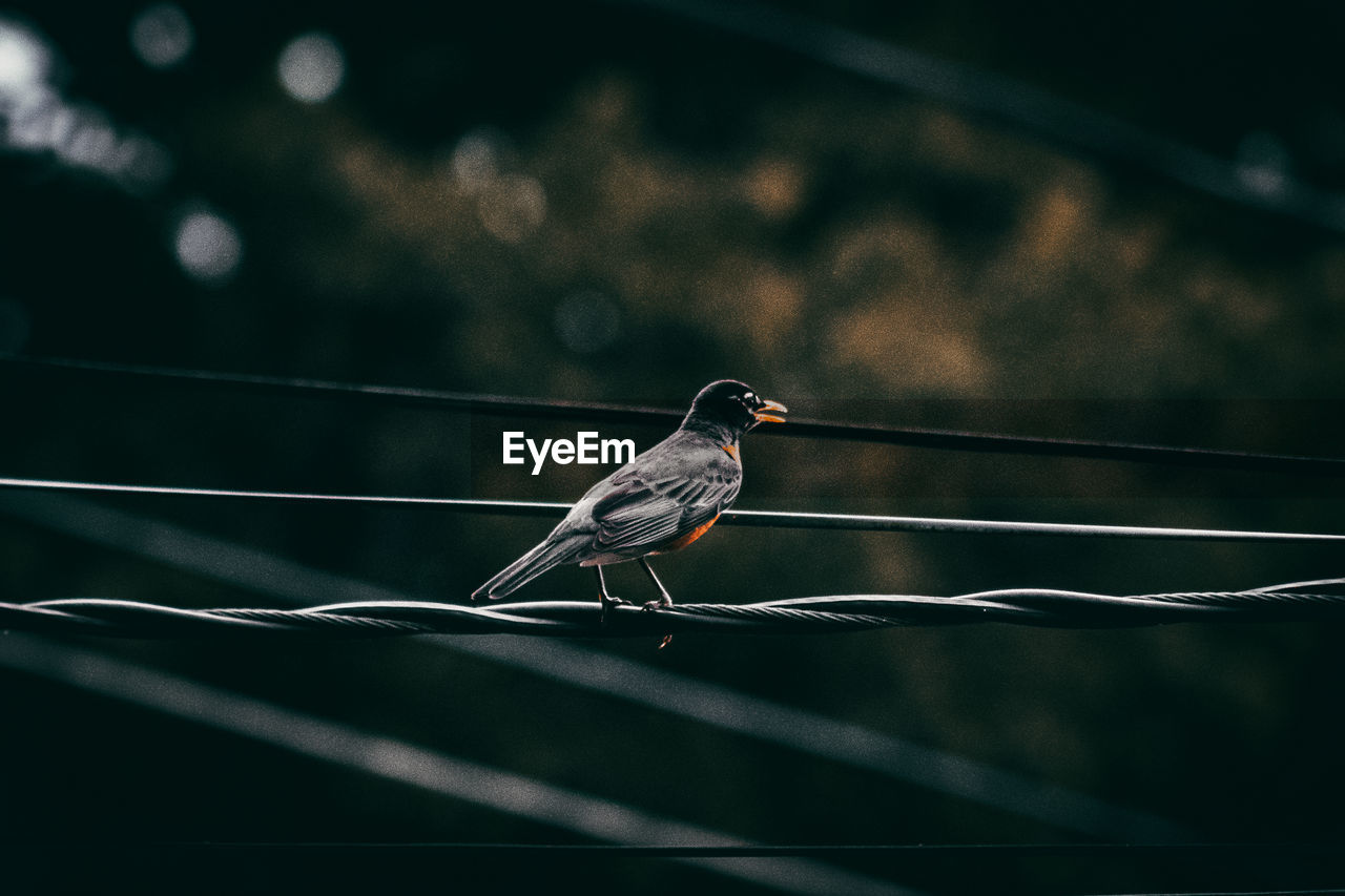 Low angle view of bird perching on cable