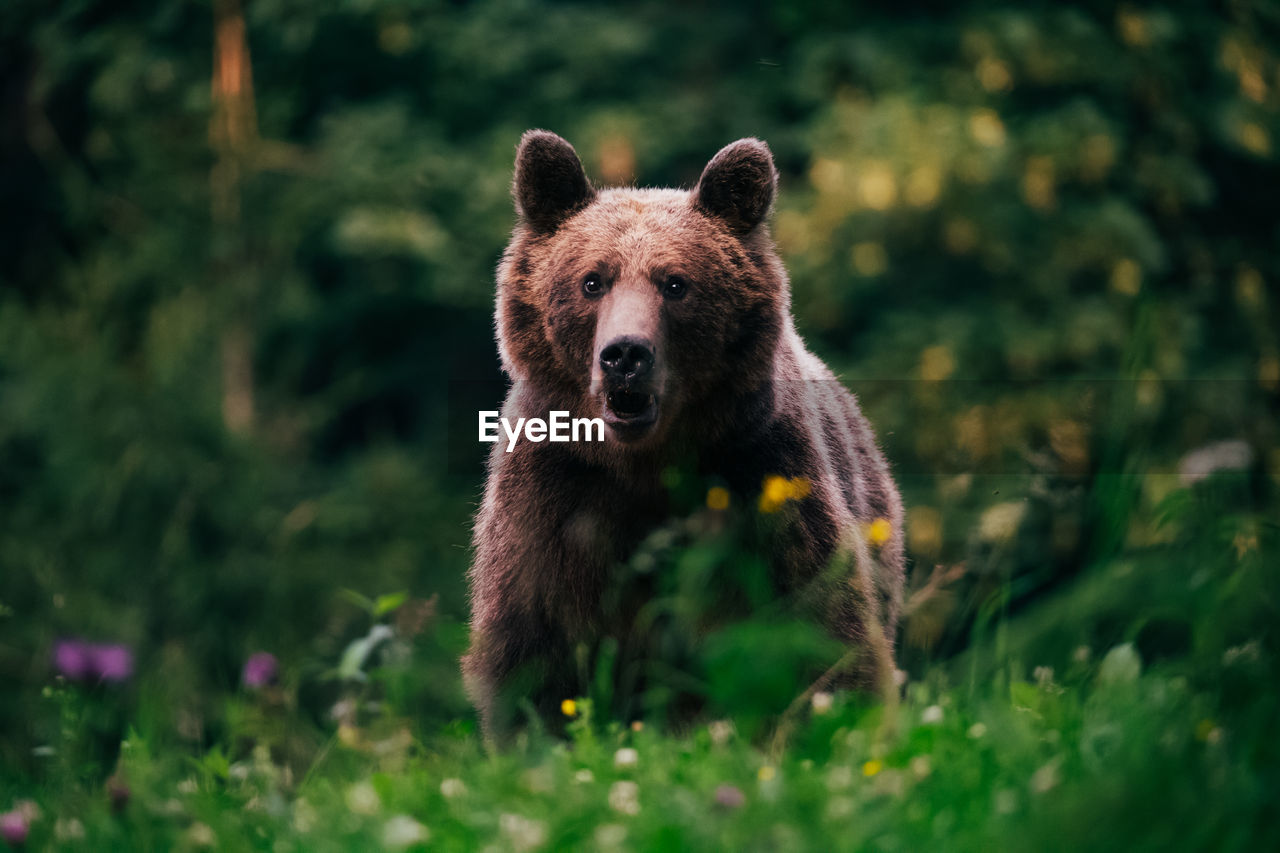 Portrait of bear in forest