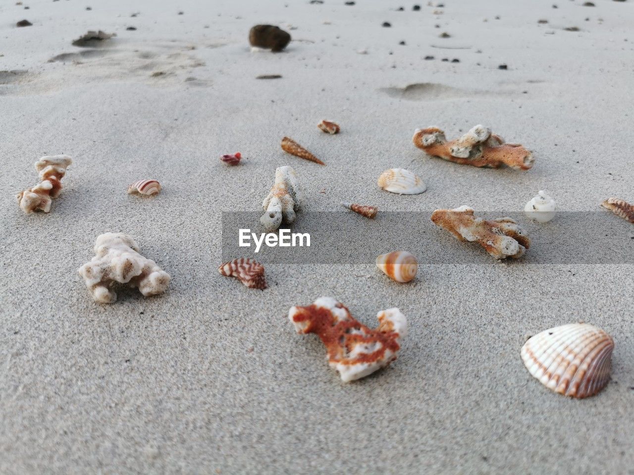 shell, beach, sand, land, sea, nature, no people, animal, animal wildlife, seashell, high angle view, day, animal themes, water, animal shell, beauty in nature, wildlife, outdoors, group of animals, conch