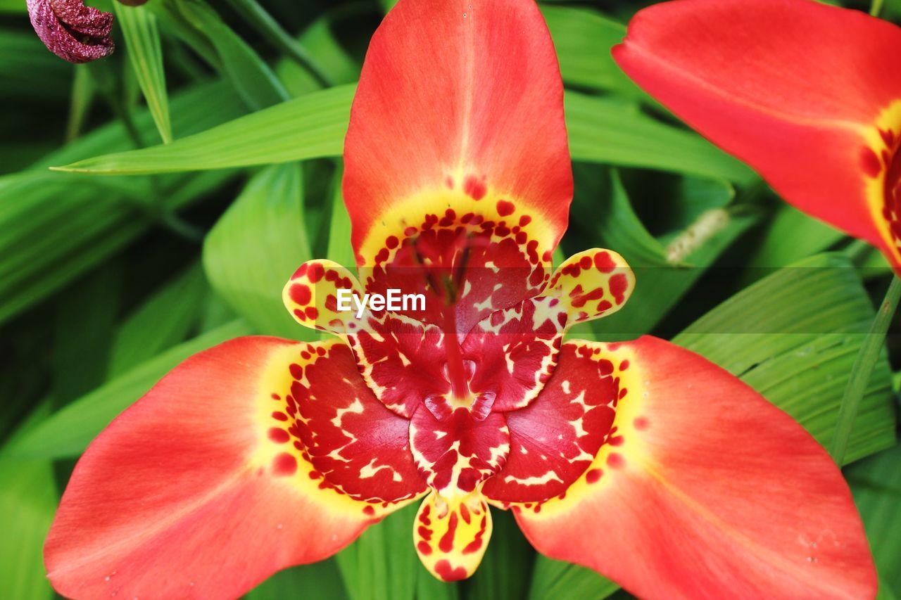 CLOSE-UP OF WATER LILY BLOOMING OUTDOORS