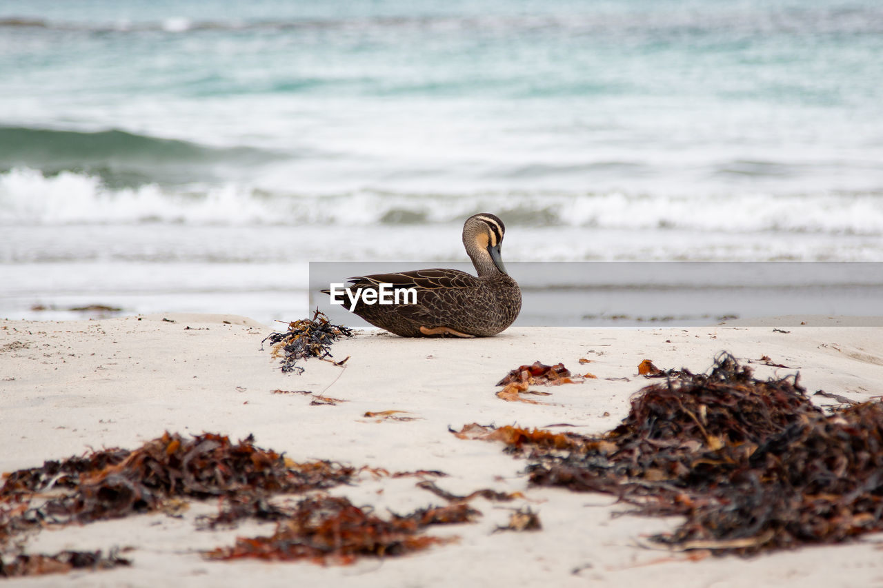 Mallard duck relaxing at beach