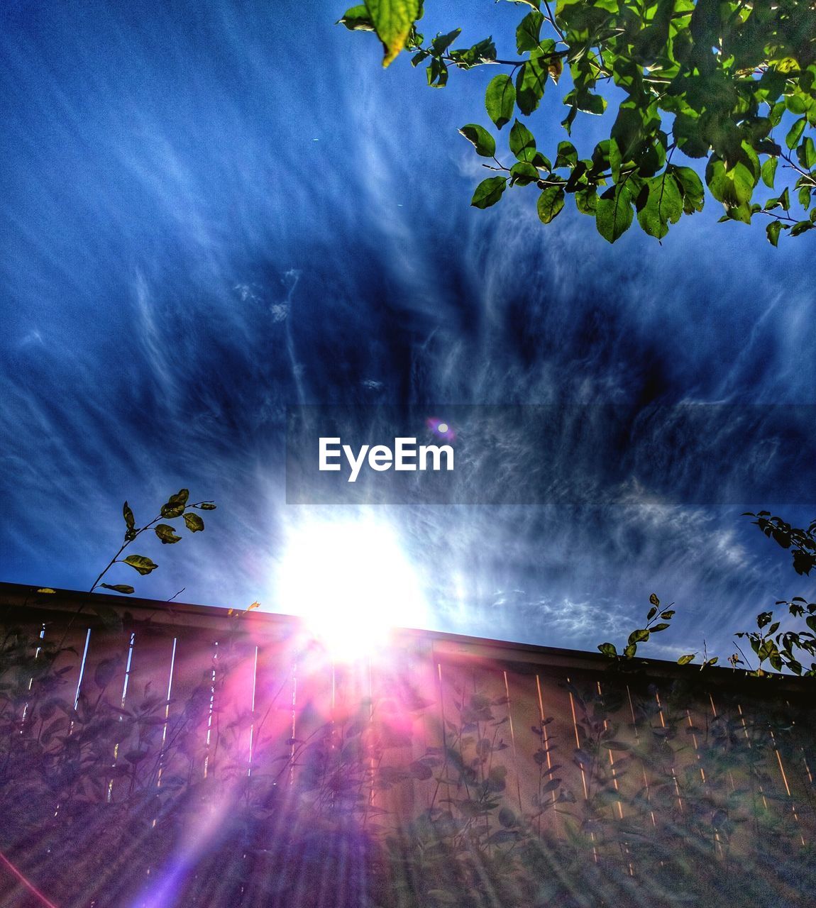 SUN SHINING THROUGH CLOUDS OVER TREE