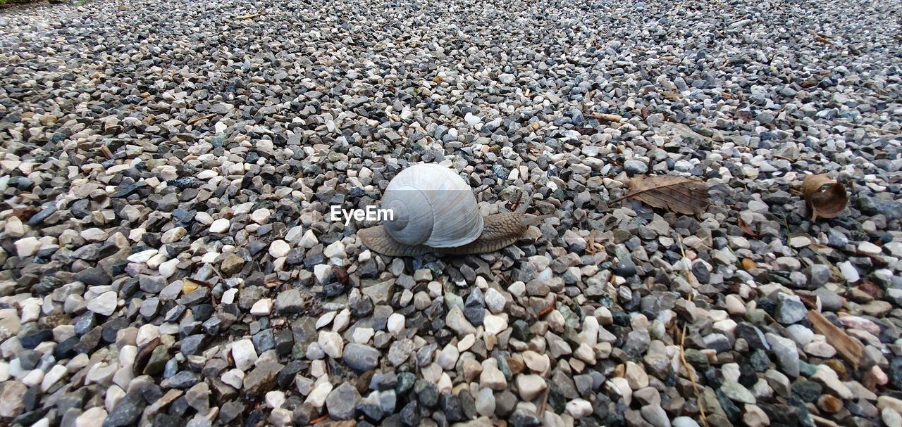 High angle view of shells on beach