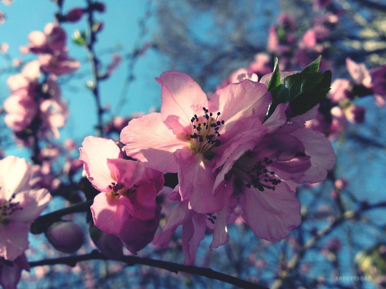Close-up of cherry blossom flowers