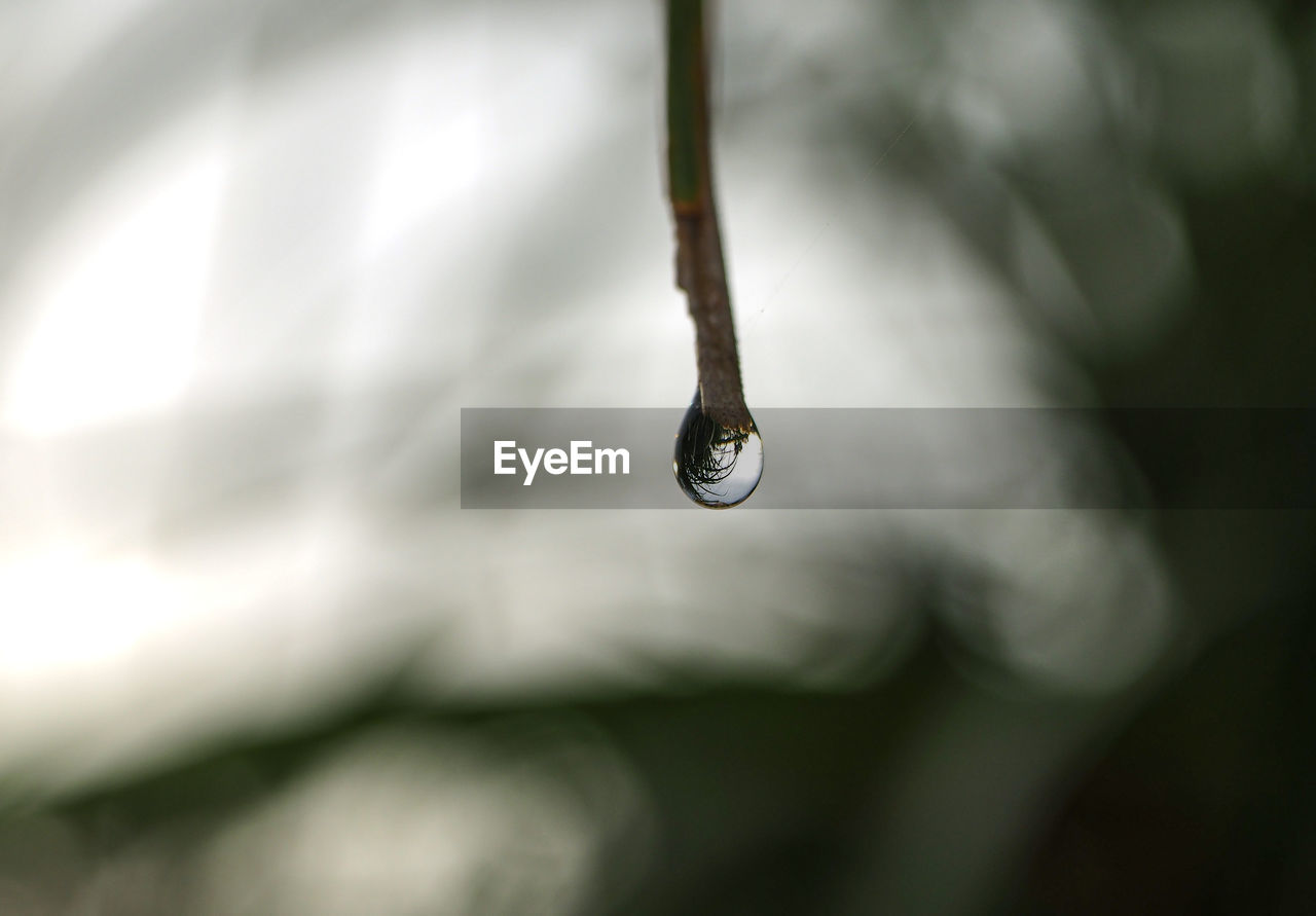 CLOSE-UP OF WATER DROPS ON PLANT