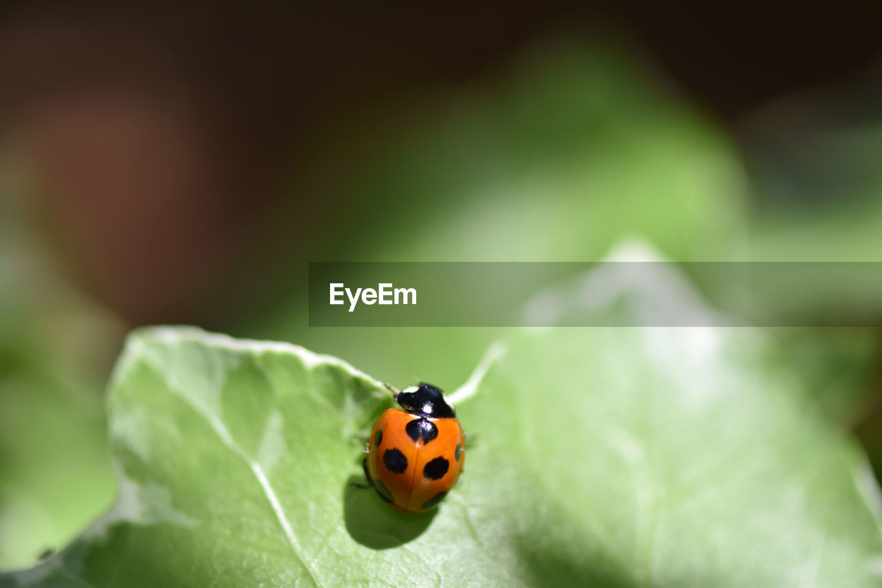 LADYBUG ON A LEAF