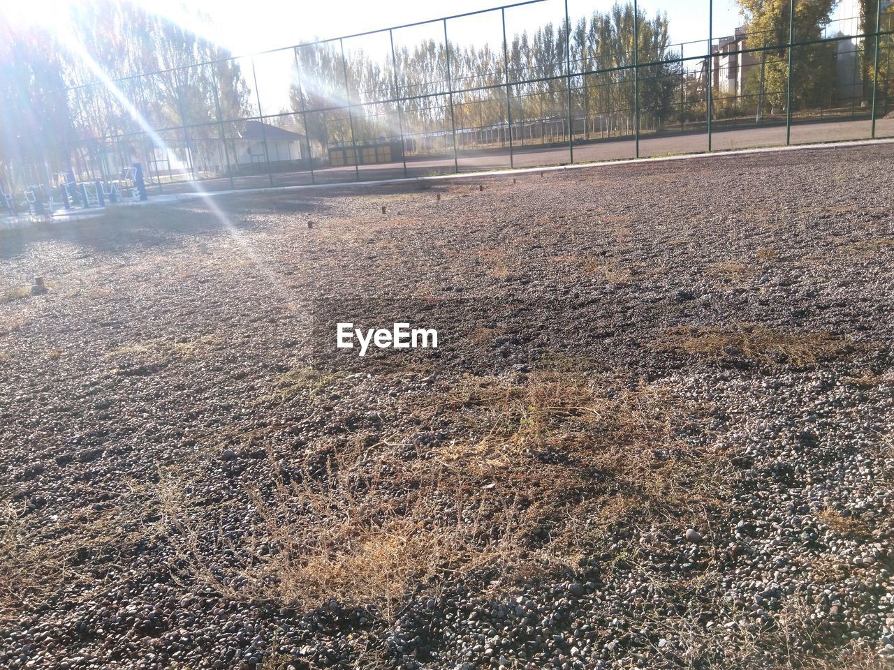 VIEW OF TREES ON FIELD