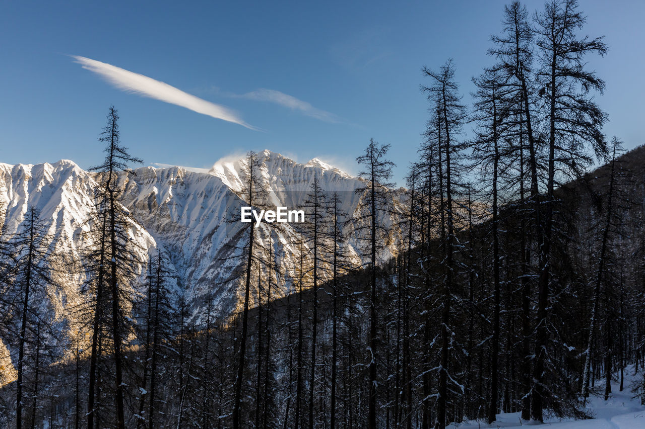 Bare trees on snowcapped mountain against sky