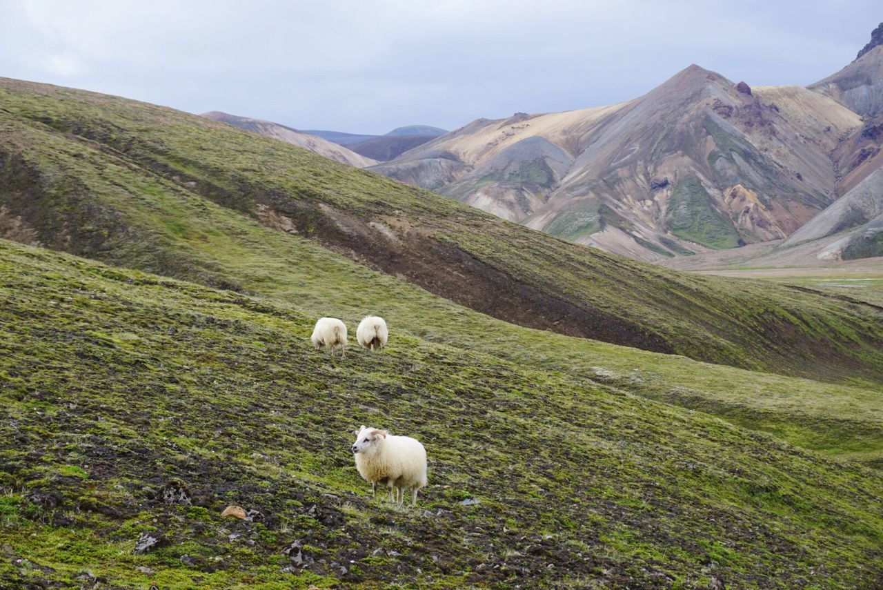 Sheep on grassy mountain